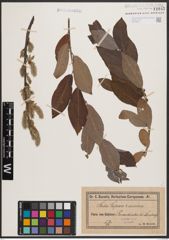 Foto von Salix caprea L. x Salix cinerea L.